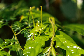 green grasshopper on a leaf