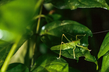 green grasshopper on a leaf