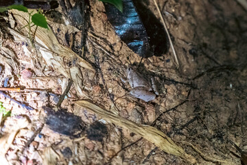 insect on the ground at night