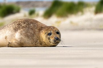 Ein l&auml;chelnder Seel&ouml;we bei Sonnenschein am Sandstrand am Meer