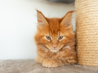 Small fluffy red Maine Coon kitten sitting