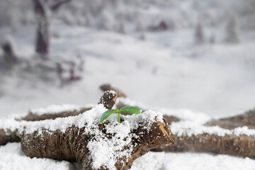 雪の残る森で春を感じて発芽する木の芽