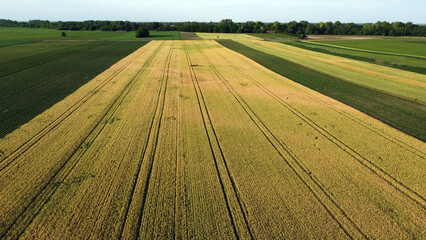 ripe wheat field in summer, in Vojvodina, drone photography