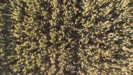 ripe wheat field in summer, in Vojvodina, drone photography