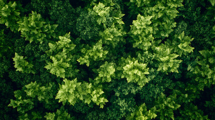 Aerial view of a dense, vibrant green forest canopy, showcasing the lushness and beauty of nature