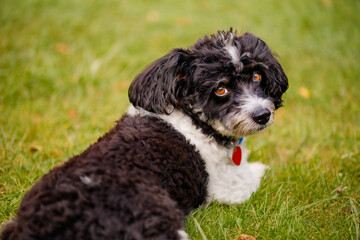 Fototapeta premium doggie, doggie figo, friend of man
