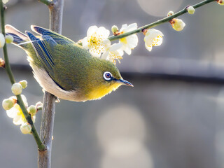 梅の花の蜜を食べにきたメジロ
