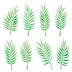Green palm leaves on a white background. Vector set of curved branches. Palm leaves, bending twigs. 
 Vector illustration.