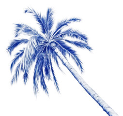 PNG  Drawing palm outdoors sketch plant.