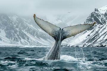 Fototapeta premium Majestic Humpback Whale Tail in Icy Arctic Waters