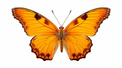 A yellow-orange butterfly isolated on white background.
