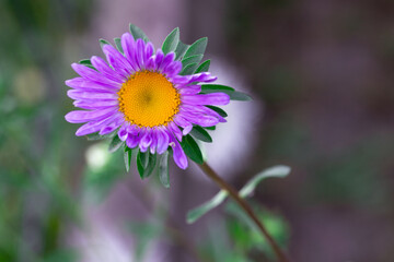 flower, aster, aster flower, garden, bokeh © TomaszGwóźdźFoto