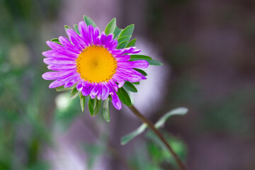 flower, aster, aster flower, garden, bokeh © TomaszGwóźdźFoto