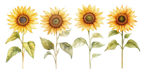 watercolour clipart of a Sunflower