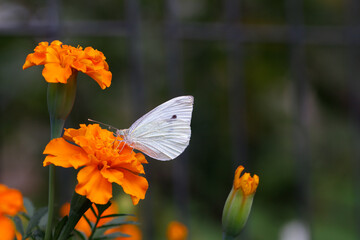 butterfly on a flower, butterfly