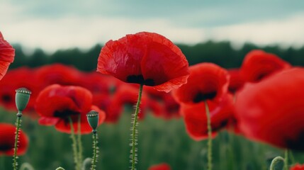 Fototapeta premium A field of red poppies in a green grassy area, AI