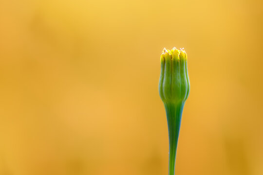flower bud, unbloomed flower, garden, blurry background