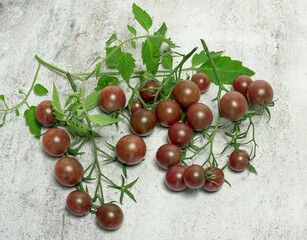 Natural chocolate colored cherry tomatoes on a branch with green leaves, top view.