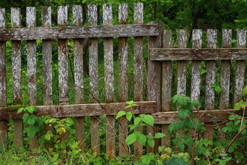 Fototapeta premium a wooden fence partially covered with plants in a home garden