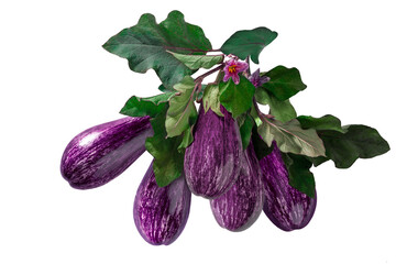 Eggplant Graphite, spotted purple vegetable on branch with leaves on isolated background. Raw berry, fresh nightshade fruit