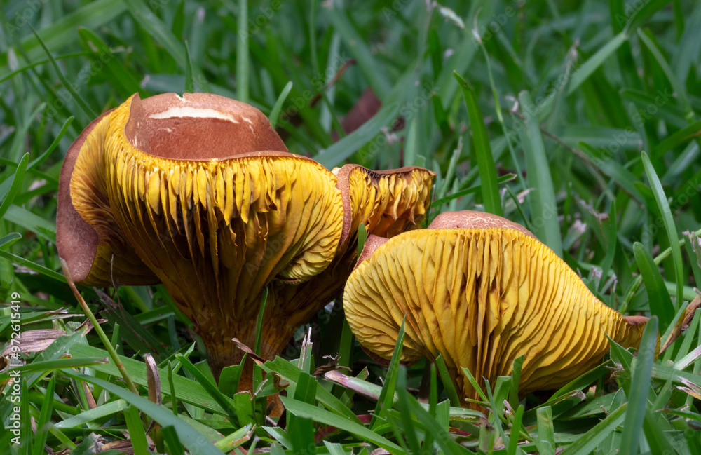 Wall mural Early morning mushrooms on the lawn