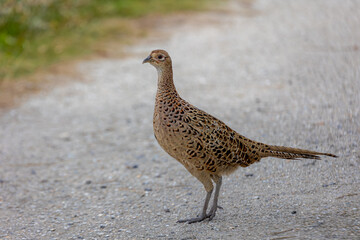 Selective focus of young common pheasant its natural habitat, Females are brown with paler scaling...