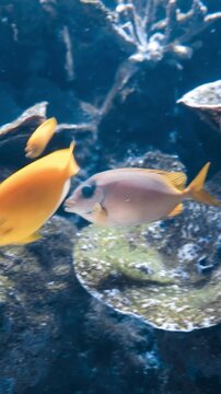 「Rabbitfish」の写真素材 | 1,916件の無料イラスト画像 | Adobe Stock