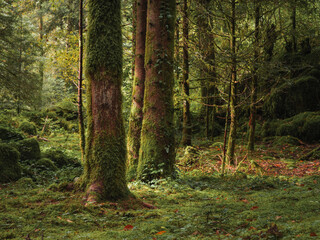 Green moss in the forest