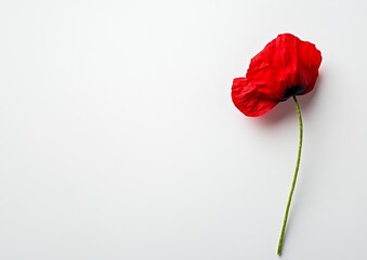 Flower of a red poppy isolated on white background. Image is blurred