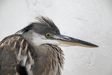 Grey heron