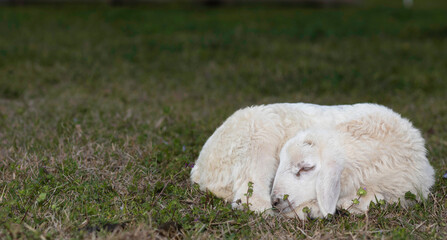 Peacefully napping white sheep lamb © Guy Sagi