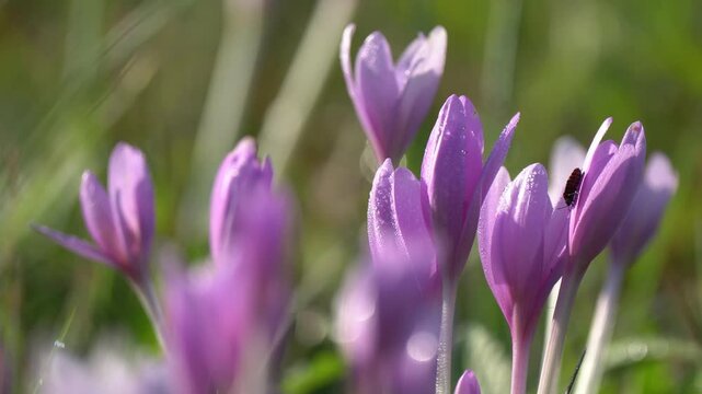 flowers in the wind, autumn flowers in the wind, autumn meadow, autumn crocus, meadow saffron, naked boys or naked ladies, Colchicum autumnale