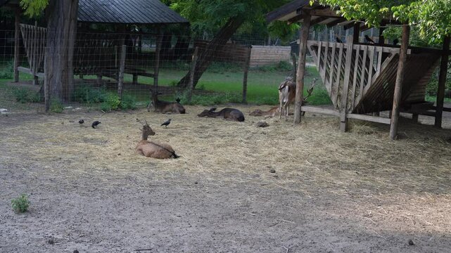 zoo of Margaret Island in Budapest