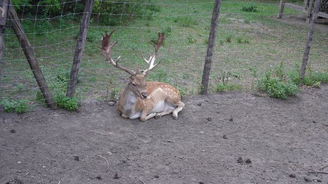 zoo of Margaret Island in Budapest