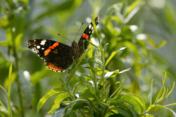 Admiral butterfly on a branch, dark butterfly on green leaves, brown butterfly with some orange and white, Vanessa atalanta