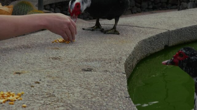 Warzenente in einem Teich