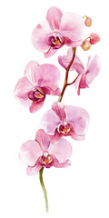 Obraz premium Pink orchid watercolor botanical illustration on transparent background