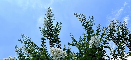 百日紅の花と青空
