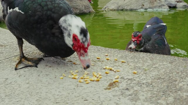 Warzenente in einem Teich
