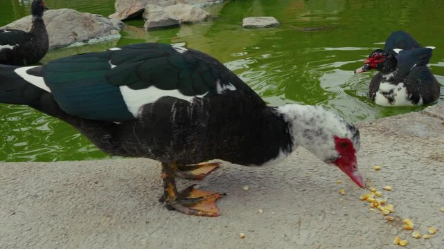 Warzenente in einem Teich