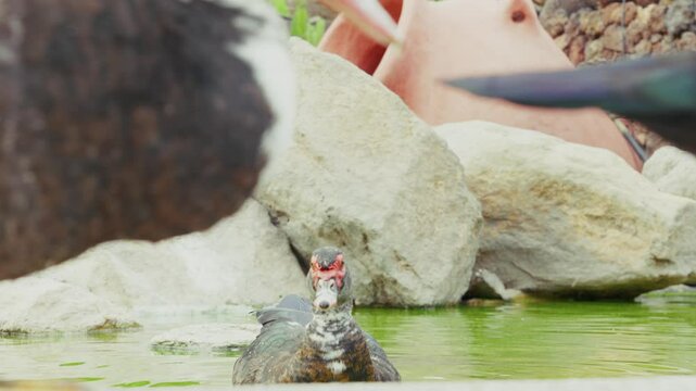 Warzenente in einem Teich