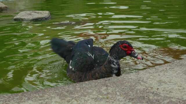 Warzenente in einem Teich