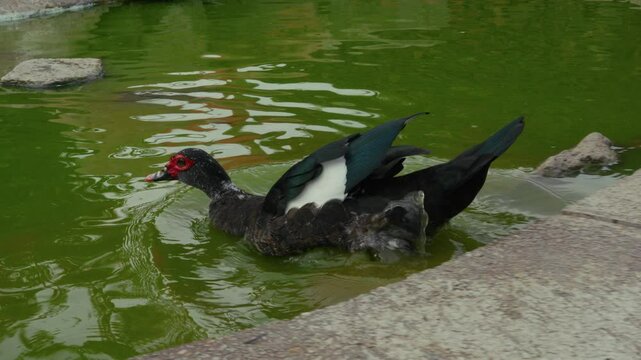 Warzenente in einem Teich