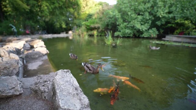 ko&iuml; fishes and ducks in japanese garden on Budapest 's island