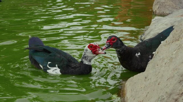 Warzenente in einem Teich