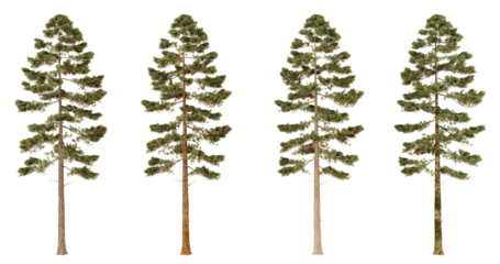 Four Pine Trees with Different Bark Textures