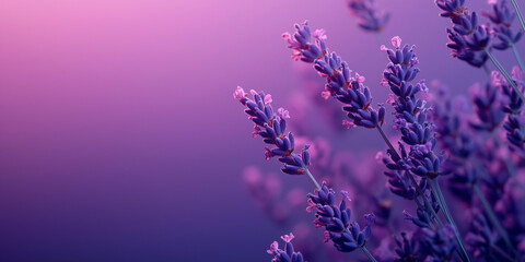 Fototapeta premium Purple lavender flowers in a soft pastel background.