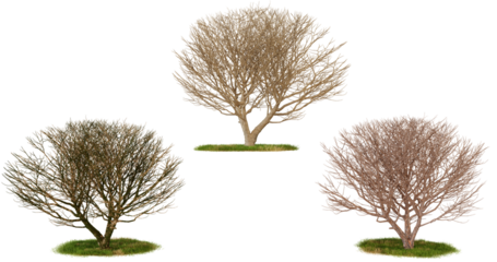 Three isolated deciduous trees in various stages of leaf loss. Nature, landscape, and seasonal change concept