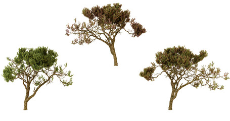 Dried hydrangea flowers in various stages of drying, isolated on transparent background