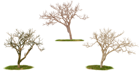 Three bare trees with green grass isolated on transparent background, suitable for photomontage